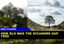 How Old Was The Sycamore Gap Tree? Discover The Age And Legacy